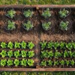 Beginner Vegetable Garden Layout: My Simple 4x8 Plan That Actually Works Overhead view of a beginner 4x8 raised bed vegetable garden layout with tomatoes at the north end
