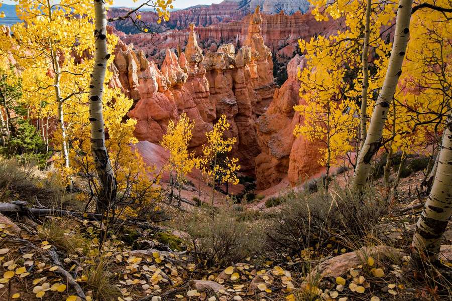 Bryce Canyon hoodoos with fall aspen trees