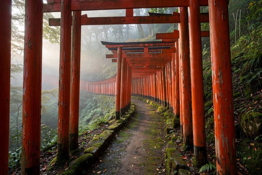 The famous red torii gate tunnels of Fushimi Inari in Kyoto, one of the best places to visit in Japan