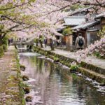 Cherry blossoms along Philosopher's Path canal in Kyoto spring