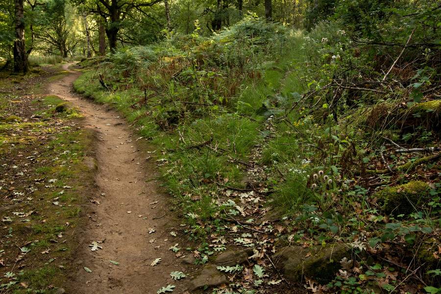 Two diverging paths representing algorithmic versus independent discovery