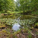 What Is the Difference Between a Pond and a Lake? Small pond surrounded by trees with lily pads on the water