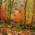 Why Do Leaves Change Color in Autumn? The Real Science Vibrant autumn forest with red orange and yellow fall foliage