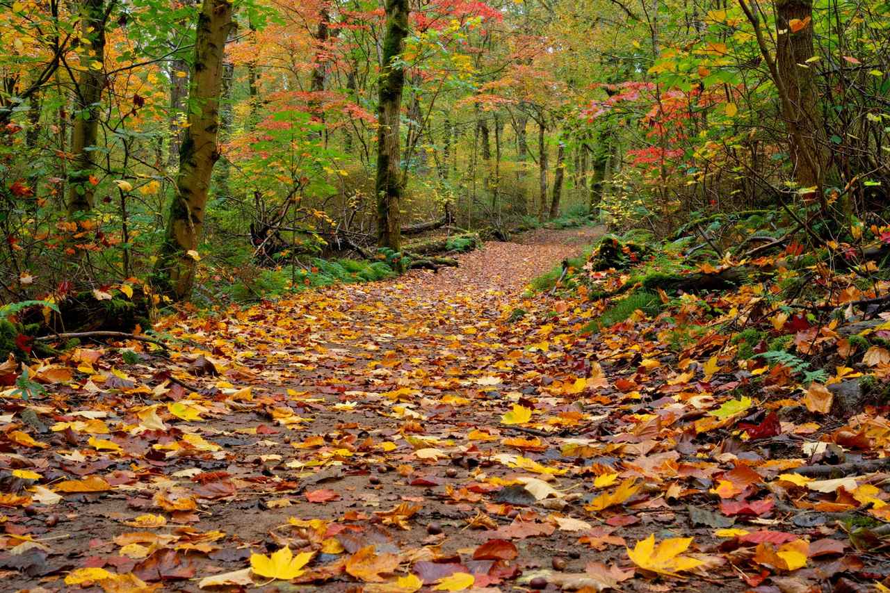 Forest path covered with fallen colorful autumn leaves